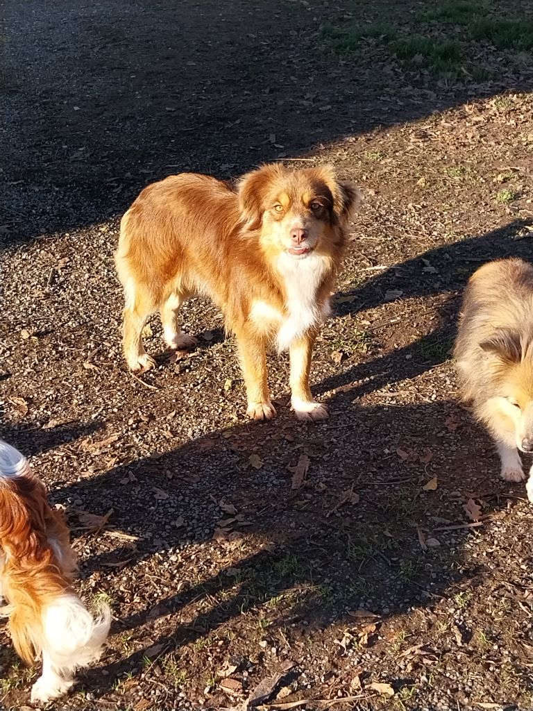 Texas Des Minis Du Sud