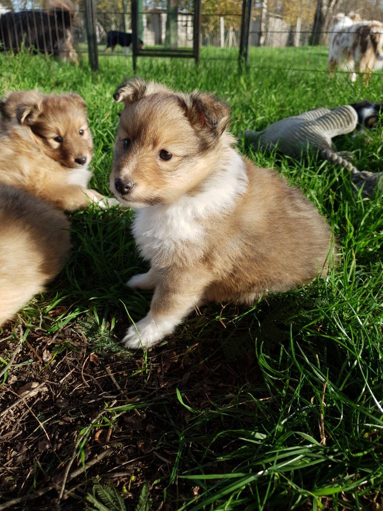 Des Molosses De Timoulys - Chiot disponible  - Shetland Sheepdog