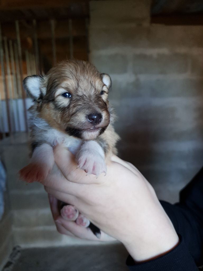 Des Molosses De Timoulys - Chiot disponible  - Shetland Sheepdog