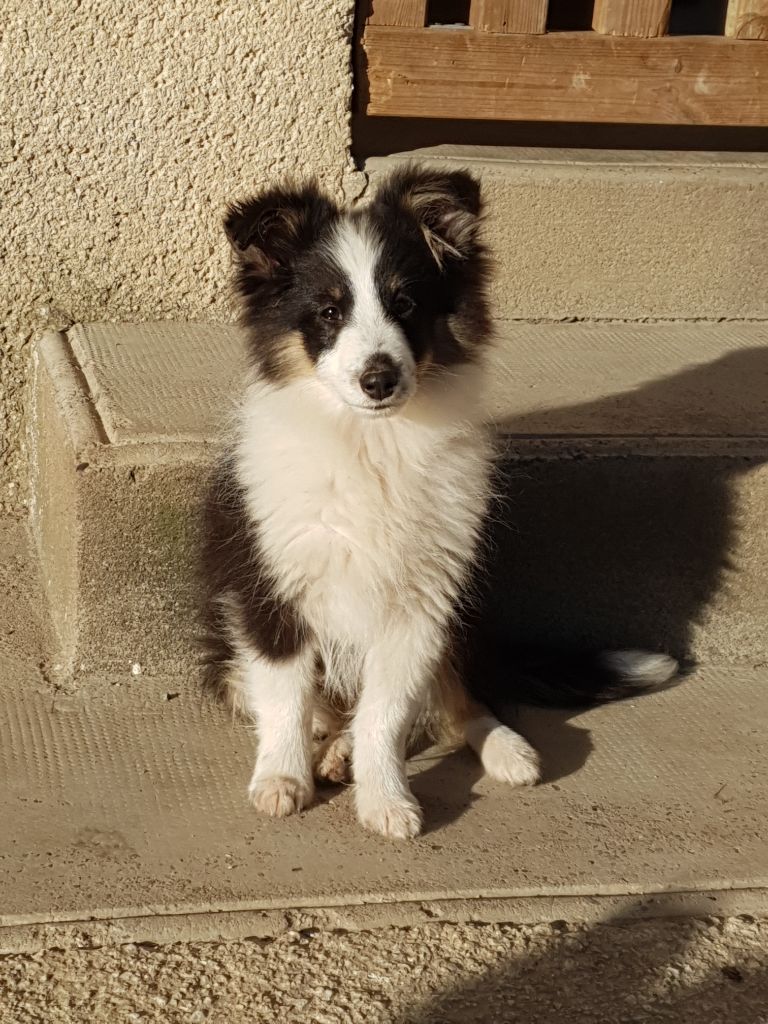 Des Molosses De Timoulys - Chiot disponible  - Shetland Sheepdog