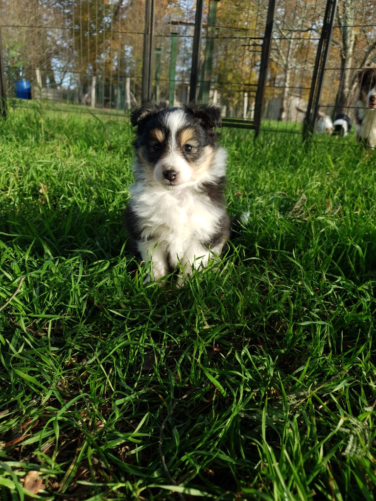 Des Molosses De Timoulys - Chiot disponible  - Shetland Sheepdog