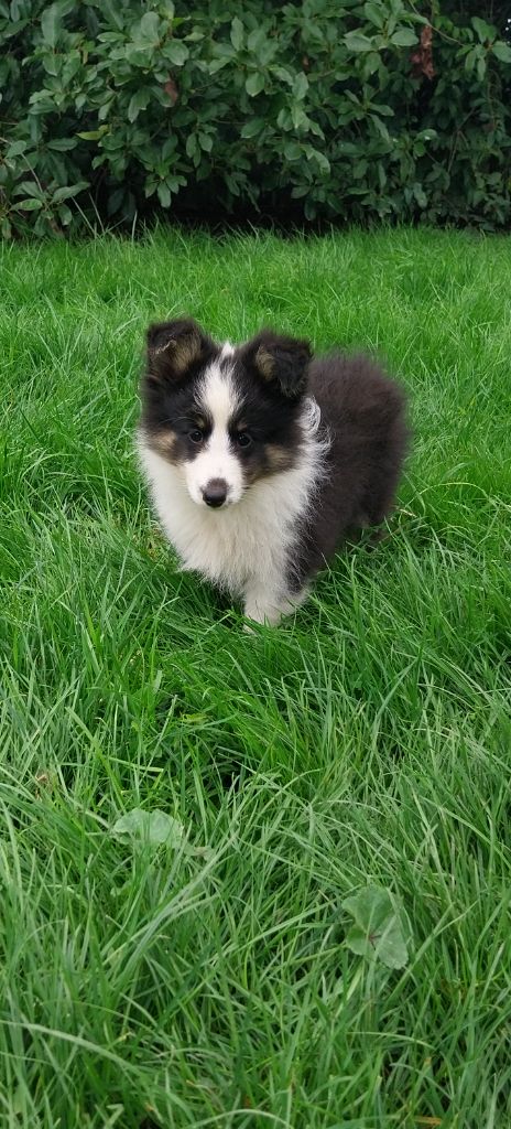 Des Molosses De Timoulys - Chiot disponible  - Shetland Sheepdog