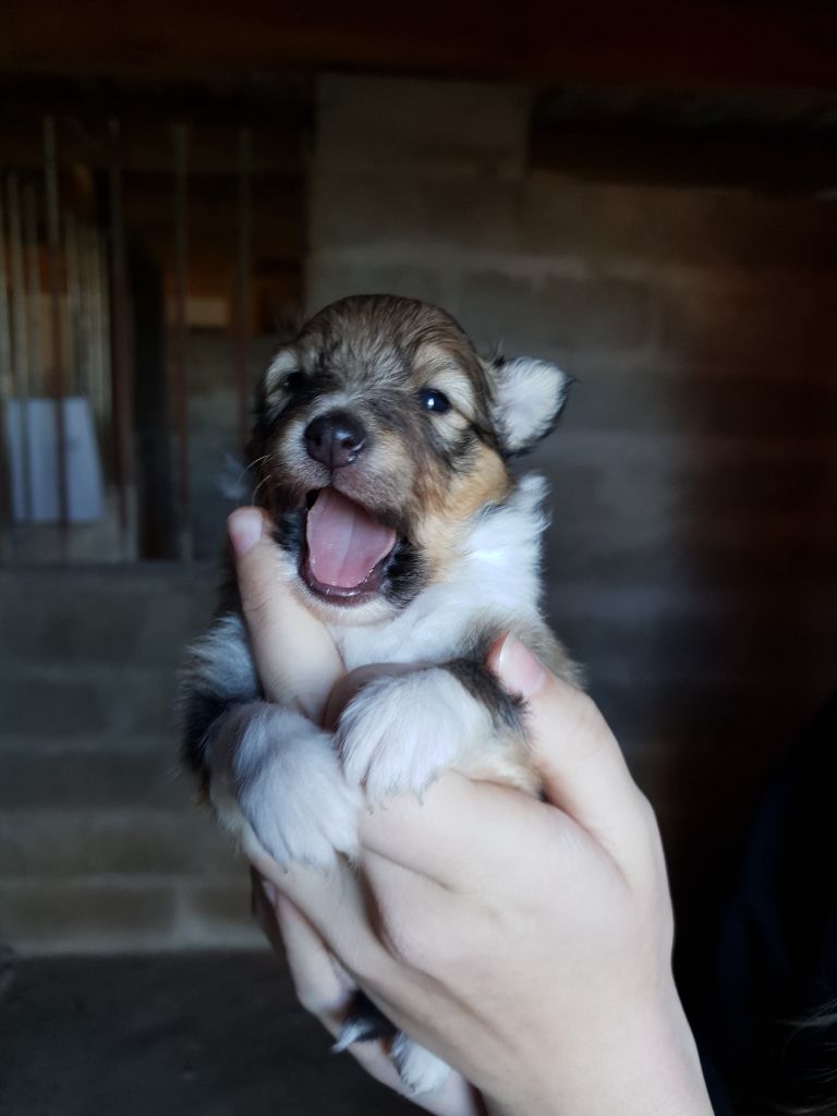 Des Molosses De Timoulys - Chiot disponible  - Shetland Sheepdog