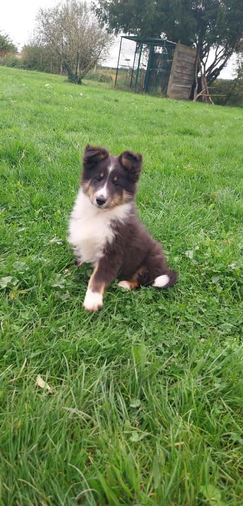 Des Molosses De Timoulys - Chiot disponible  - Shetland Sheepdog