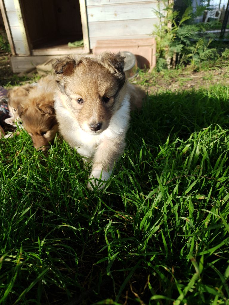 Des Molosses De Timoulys - Chiot disponible  - Shetland Sheepdog