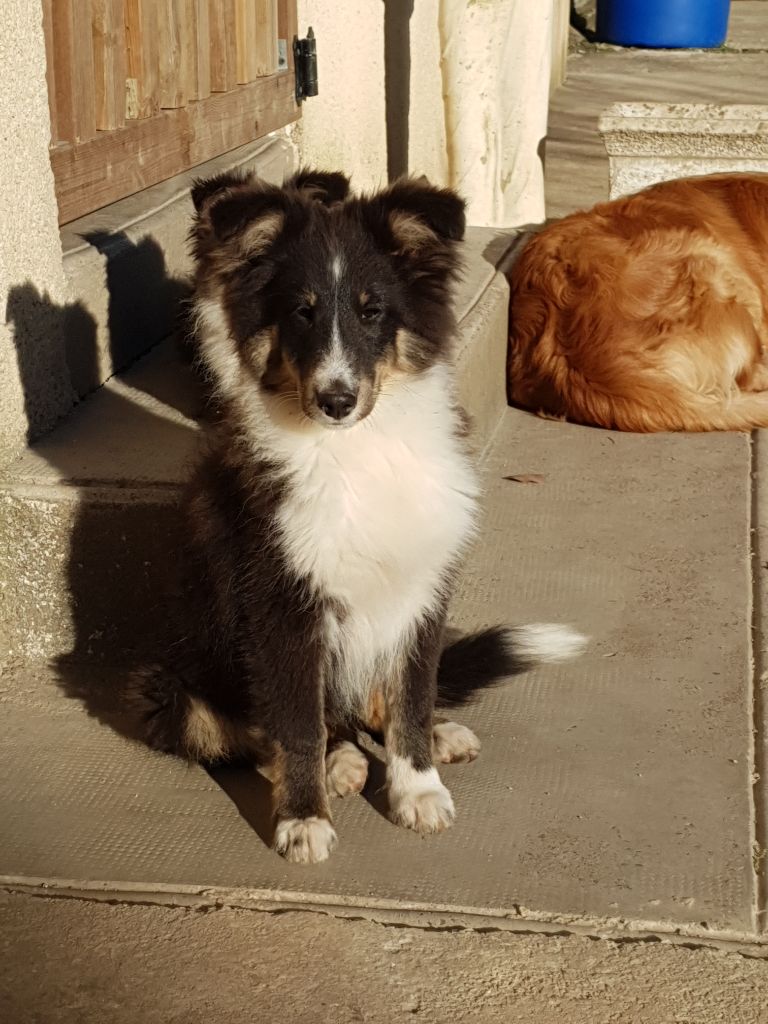 Des Molosses De Timoulys - Chiot disponible  - Shetland Sheepdog