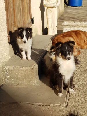 Des Molosses De Timoulys - Shetland Sheepdog - Portée née le 07/08/2024