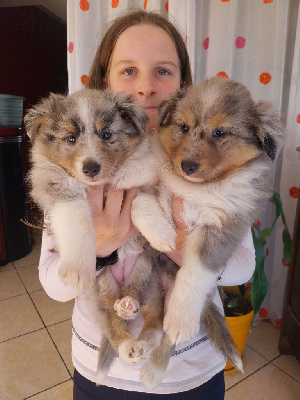 Des Molosses De Timoulys - Shetland Sheepdog - Portée née le 01/08/2024