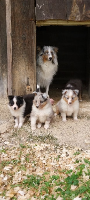 Des Molosses De Timoulys - Shetland Sheepdog - Portée née le 07/08/2024