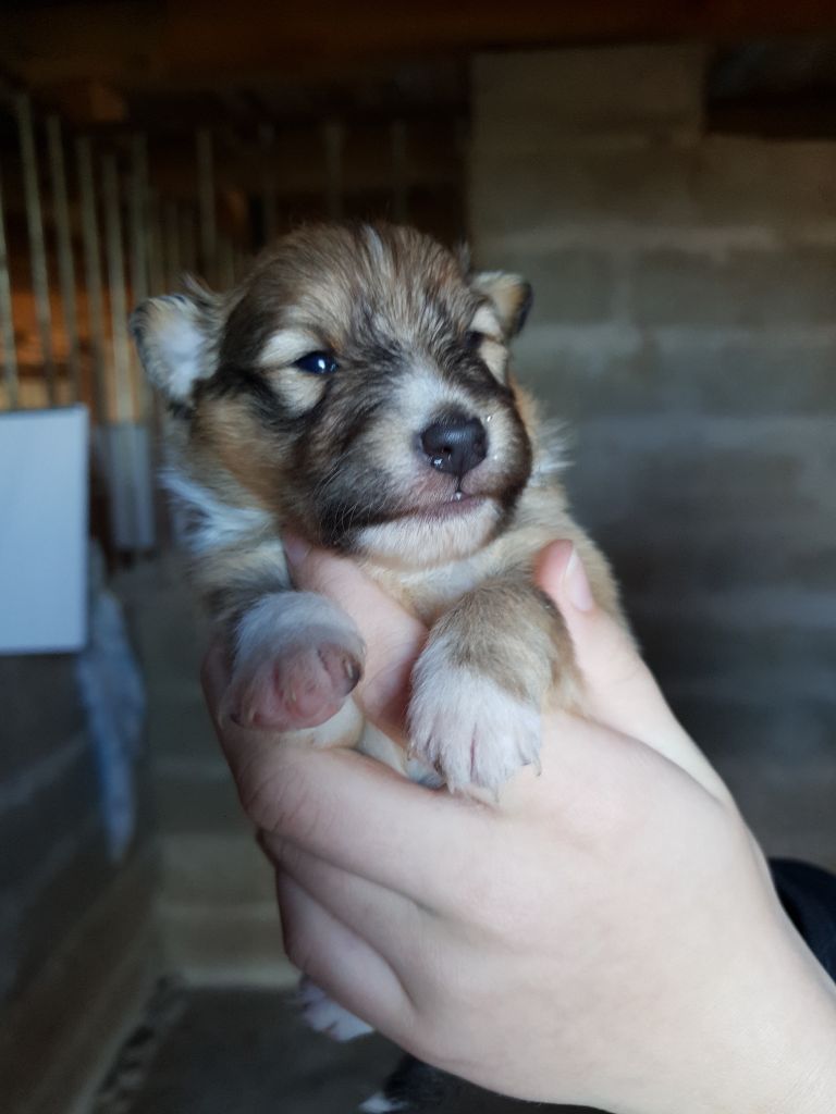 Des Molosses De Timoulys - Chiot disponible  - Shetland Sheepdog