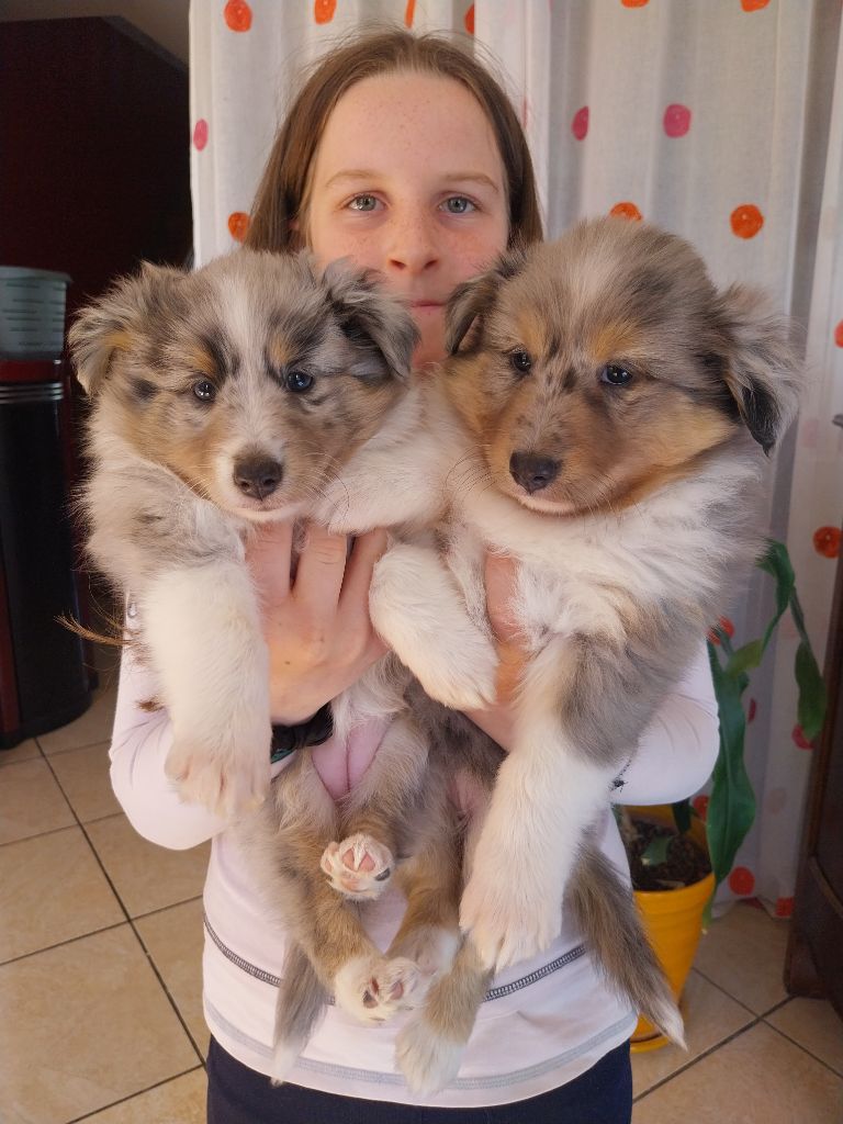 chiot Shetland Sheepdog Des Molosses De Timoulys