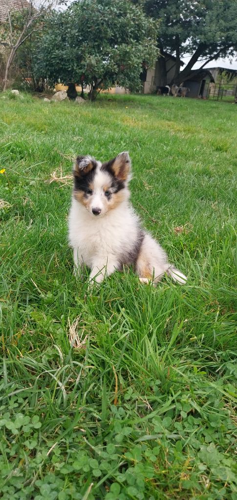 Des Molosses De Timoulys - Chiot disponible  - Shetland Sheepdog