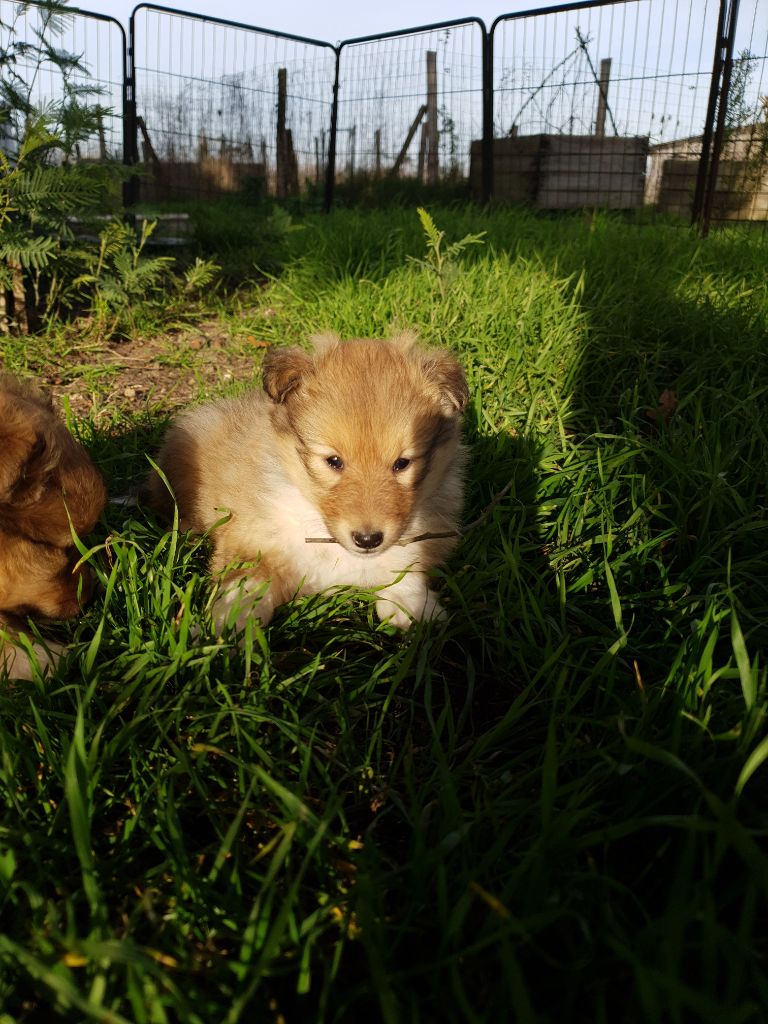 Des Molosses De Timoulys - Chiot disponible  - Shetland Sheepdog