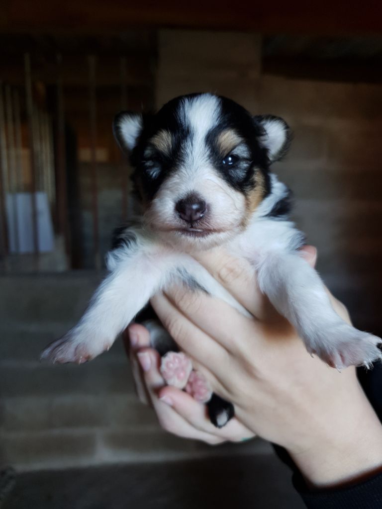 Des Molosses De Timoulys - Chiot disponible  - Shetland Sheepdog