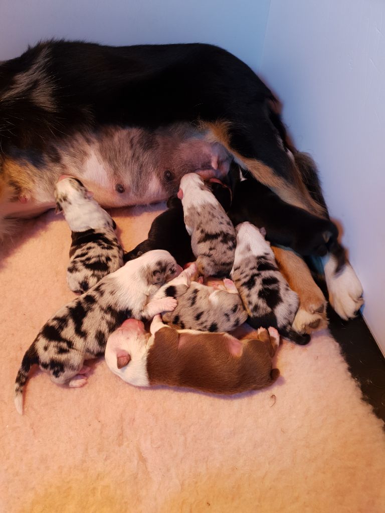 chiot Berger Américain Miniature  Des Molosses De Timoulys