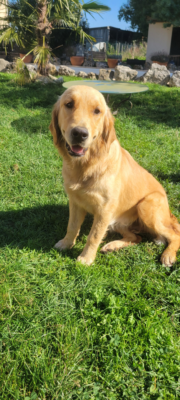 Asha Du plateau des abeilles