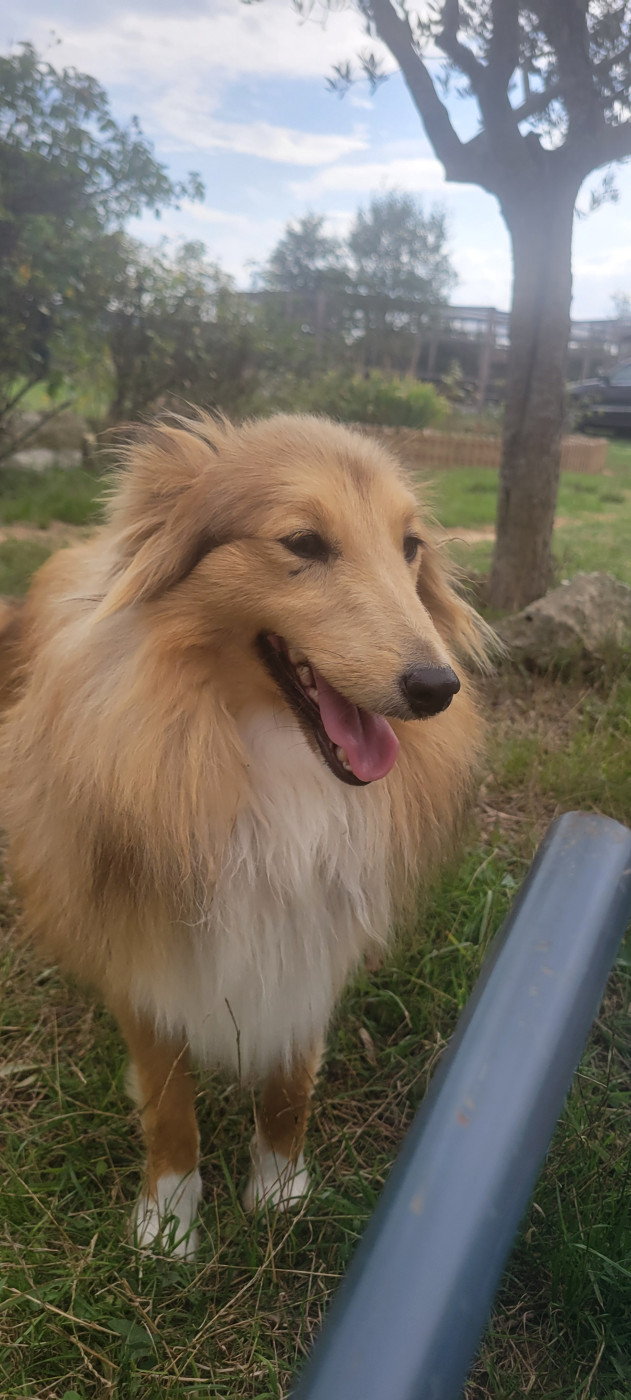 Vendôme Des Molosses De Timoulys