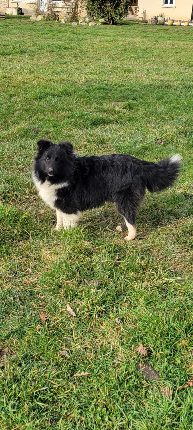 Athena de la Chambrette Agenaise