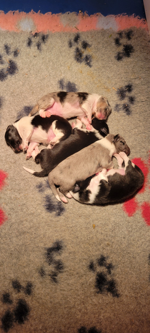 Des Molosses De Timoulys - Magnifique naissance !