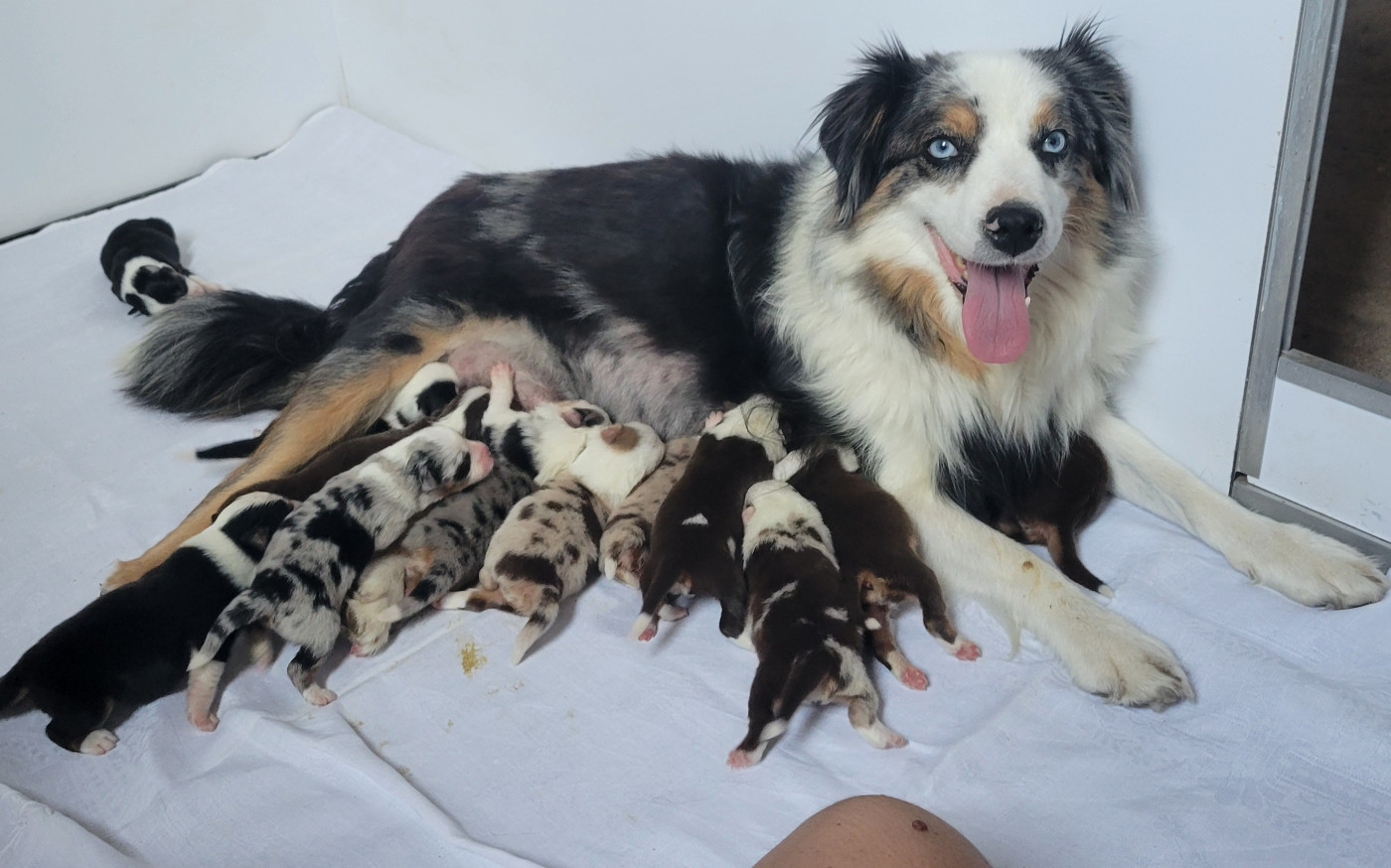 Les chiots sont arrivés !