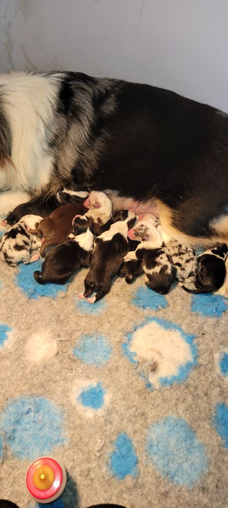 Des Molosses De Timoulys - Les chiots sont arrivés !