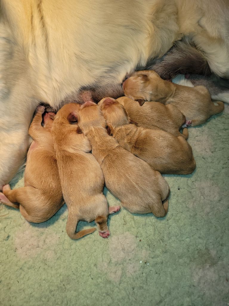 Des Molosses De Timoulys - Les bébés sont nés !