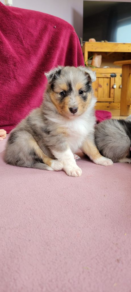 Des Molosses De Timoulys - Chiots disponibles - Shetland Sheepdog