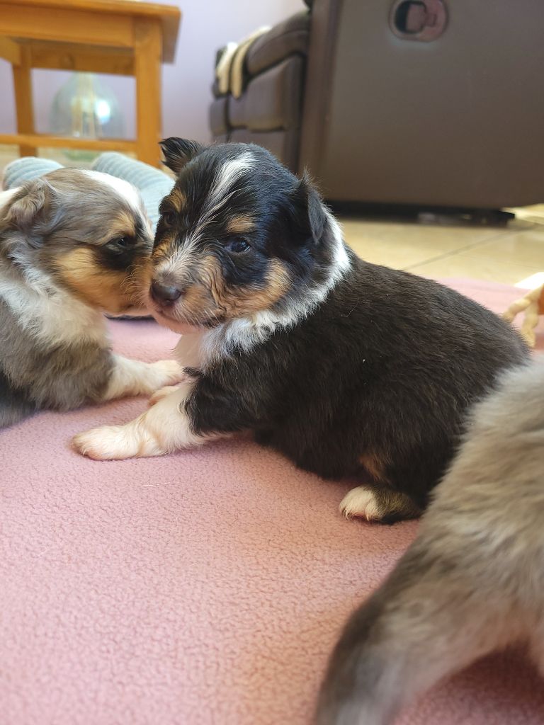 Des Molosses De Timoulys - Chiots disponibles - Shetland Sheepdog