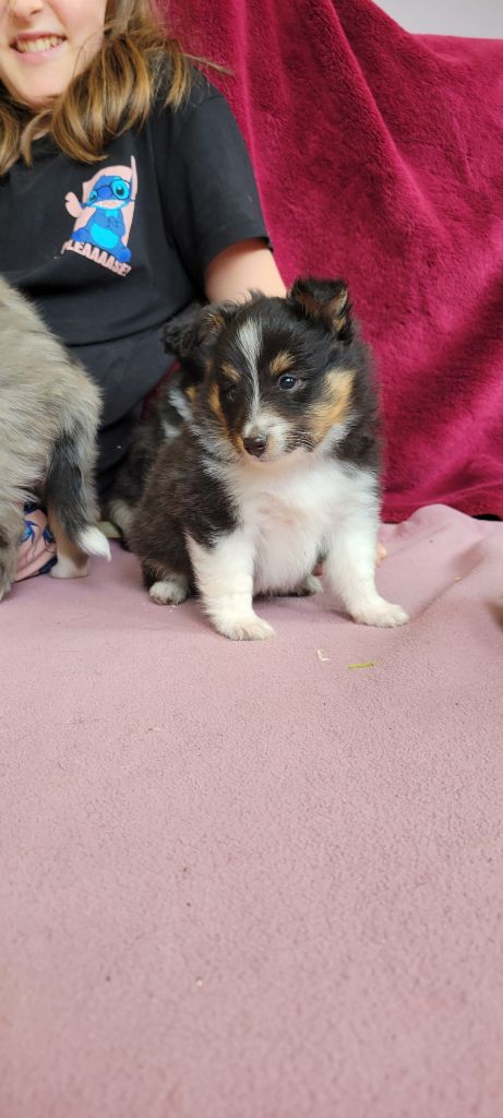 Des Molosses De Timoulys - Chiots disponibles - Shetland Sheepdog