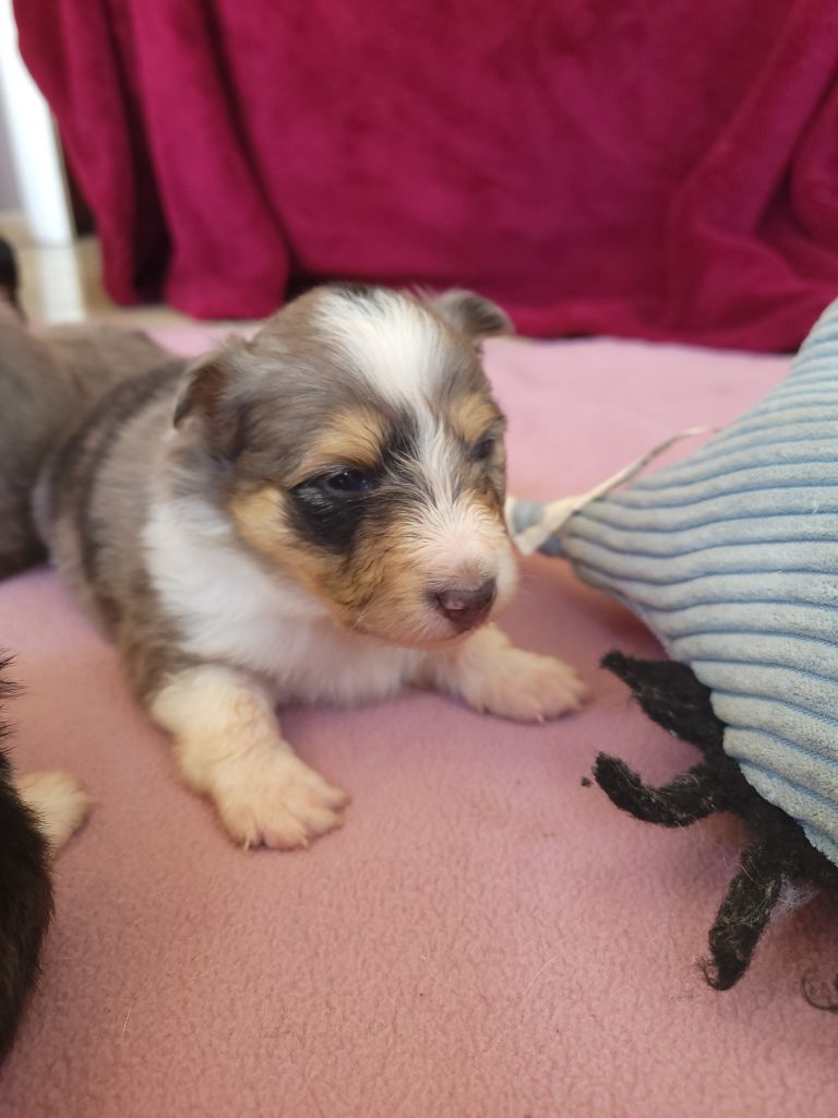 Des Molosses De Timoulys - Chiots disponibles - Shetland Sheepdog