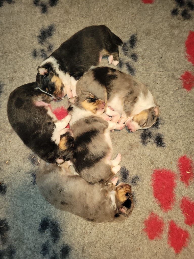 Chiot Shetland Sheepdog Des Molosses De Timoulys