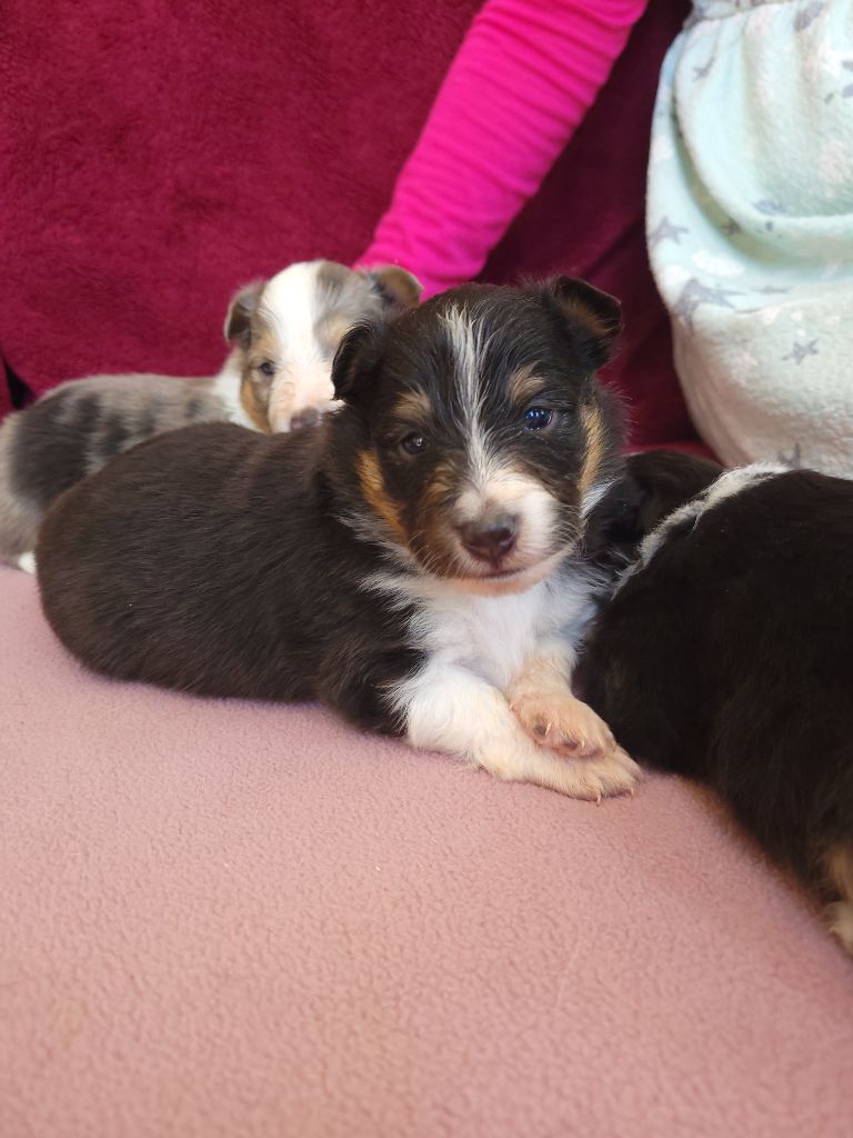 Des Molosses De Timoulys - Chiots disponibles - Shetland Sheepdog
