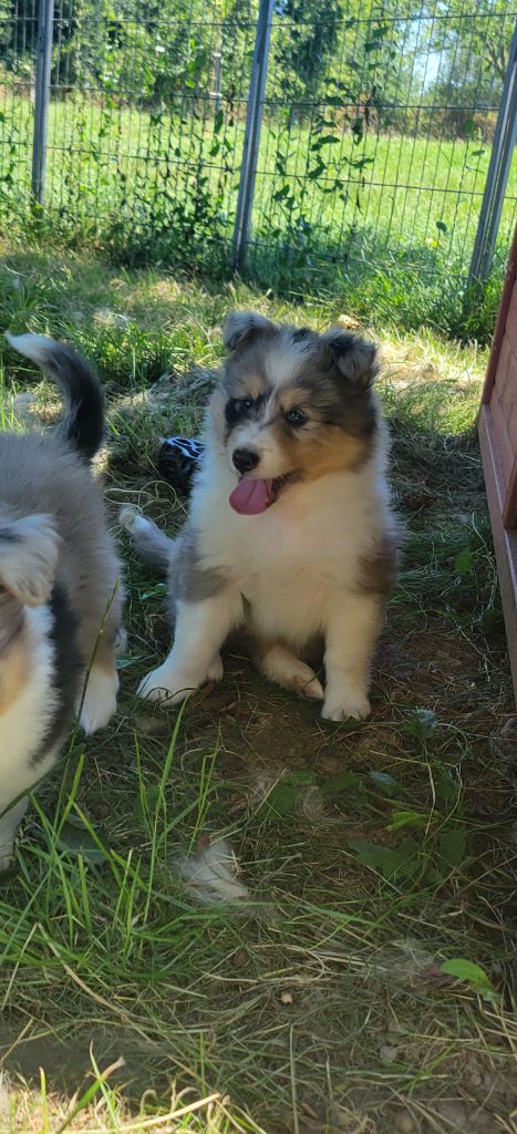 Des Molosses De Timoulys - Chiots disponibles - Shetland Sheepdog