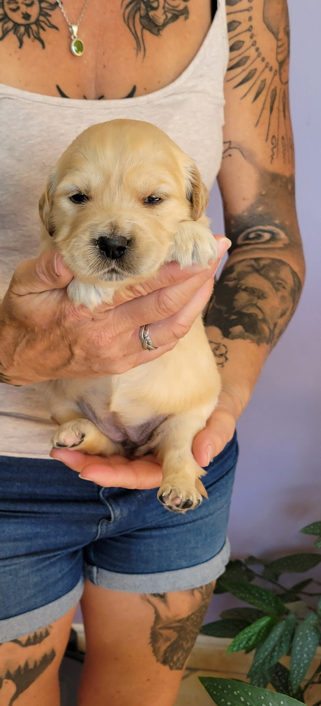 Des Molosses De Timoulys - Chiots disponibles - Golden Retriever
