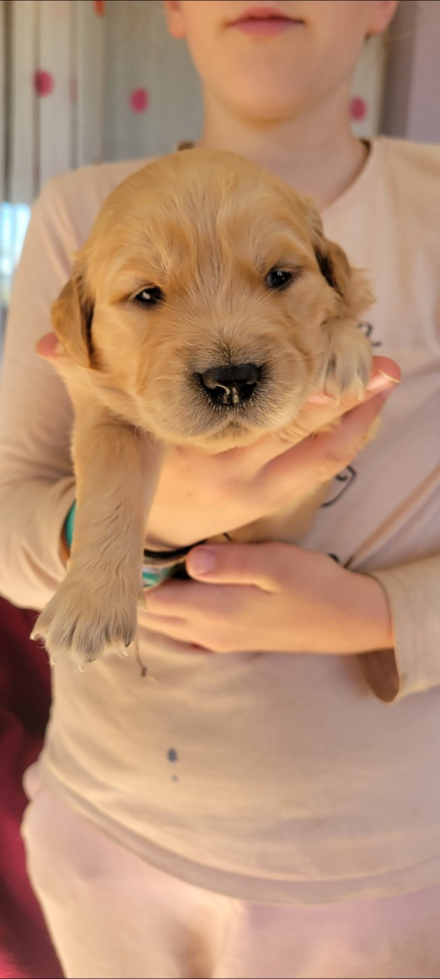 Des Molosses De Timoulys - Chiots disponibles - Golden Retriever