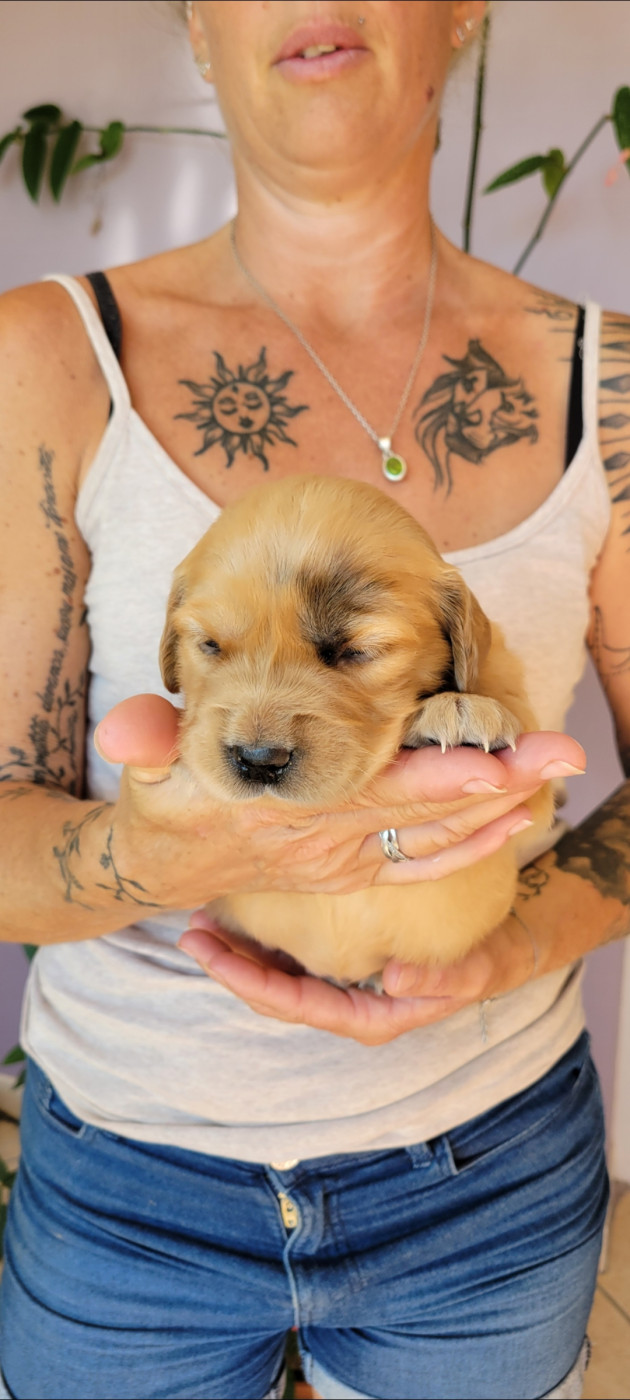 Des Molosses De Timoulys - Chiots disponibles - Golden Retriever
