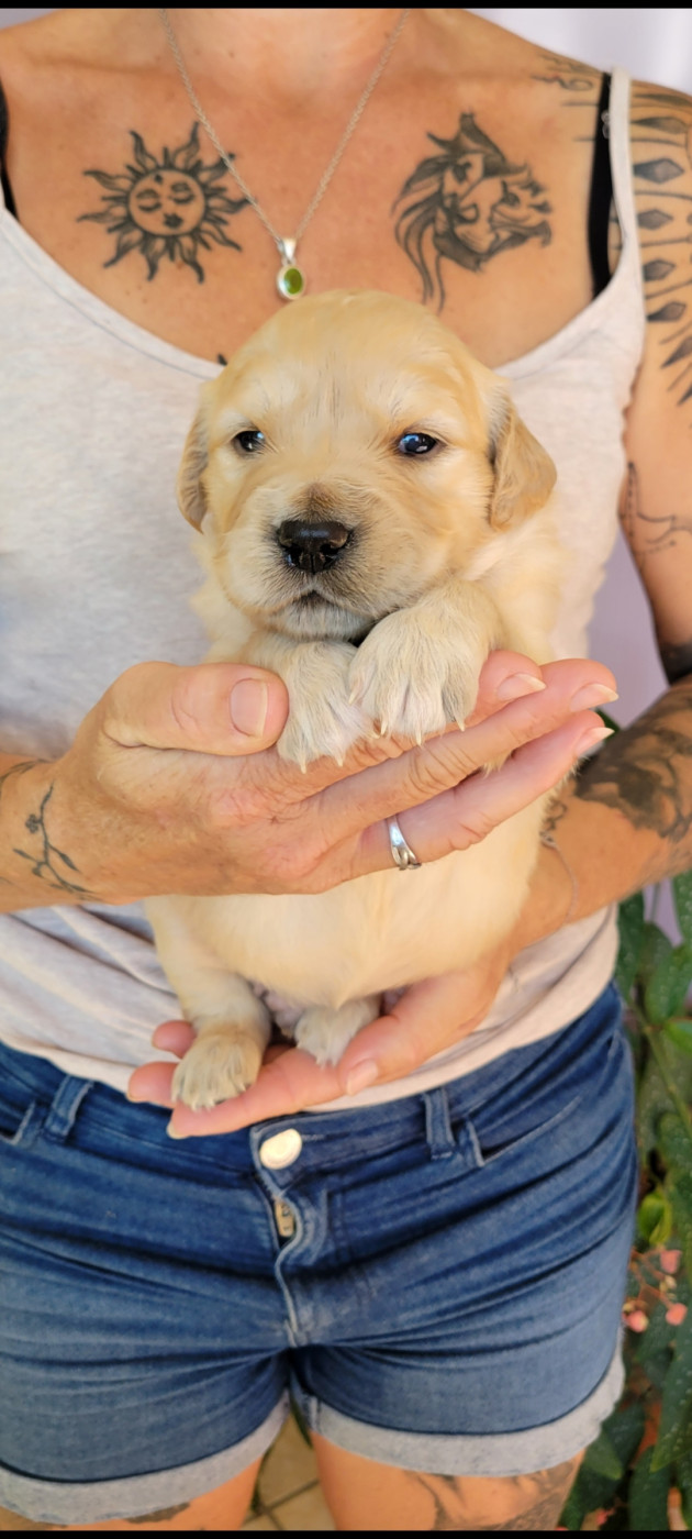 Des Molosses De Timoulys - Chiots disponibles - Golden Retriever