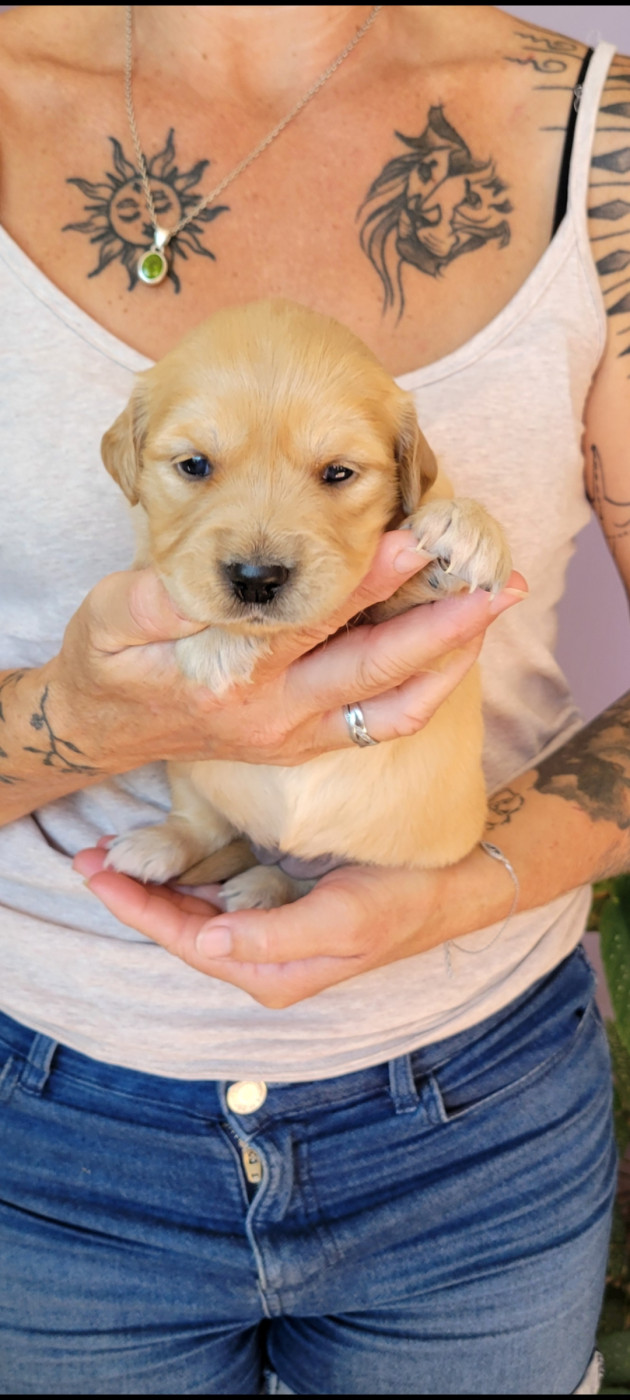 Des Molosses De Timoulys - Chiots disponibles - Golden Retriever