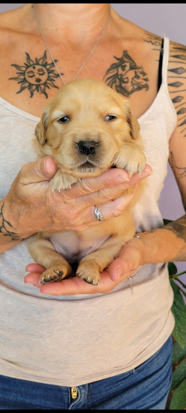 Des Molosses De Timoulys - Chiots disponibles - Golden Retriever