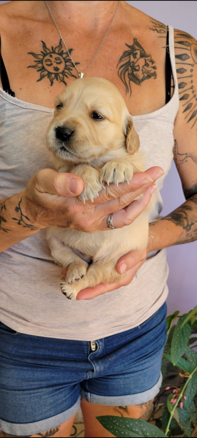 Des Molosses De Timoulys - Chiots disponibles - Golden Retriever