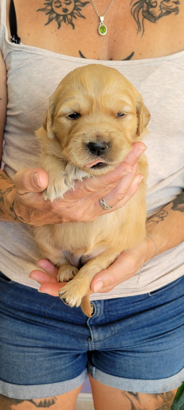 Des Molosses De Timoulys - Chiots disponibles - Golden Retriever