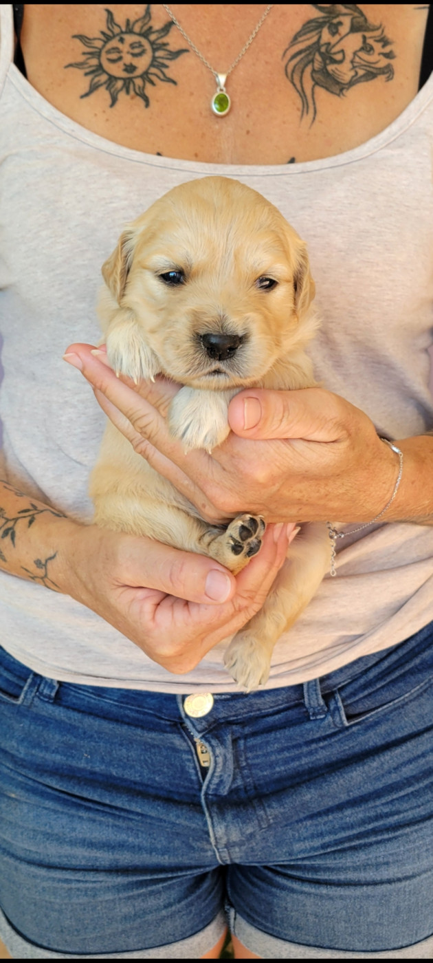 Des Molosses De Timoulys - Chiots disponibles - Golden Retriever