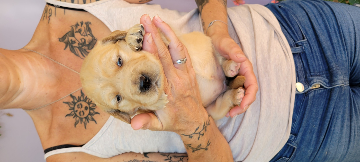 Des Molosses De Timoulys - Chiots disponibles - Golden Retriever