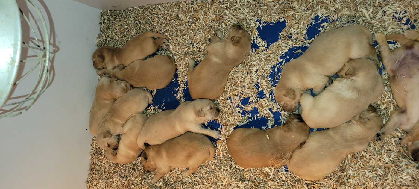 Chiot Golden Retriever Des Molosses De Timoulys