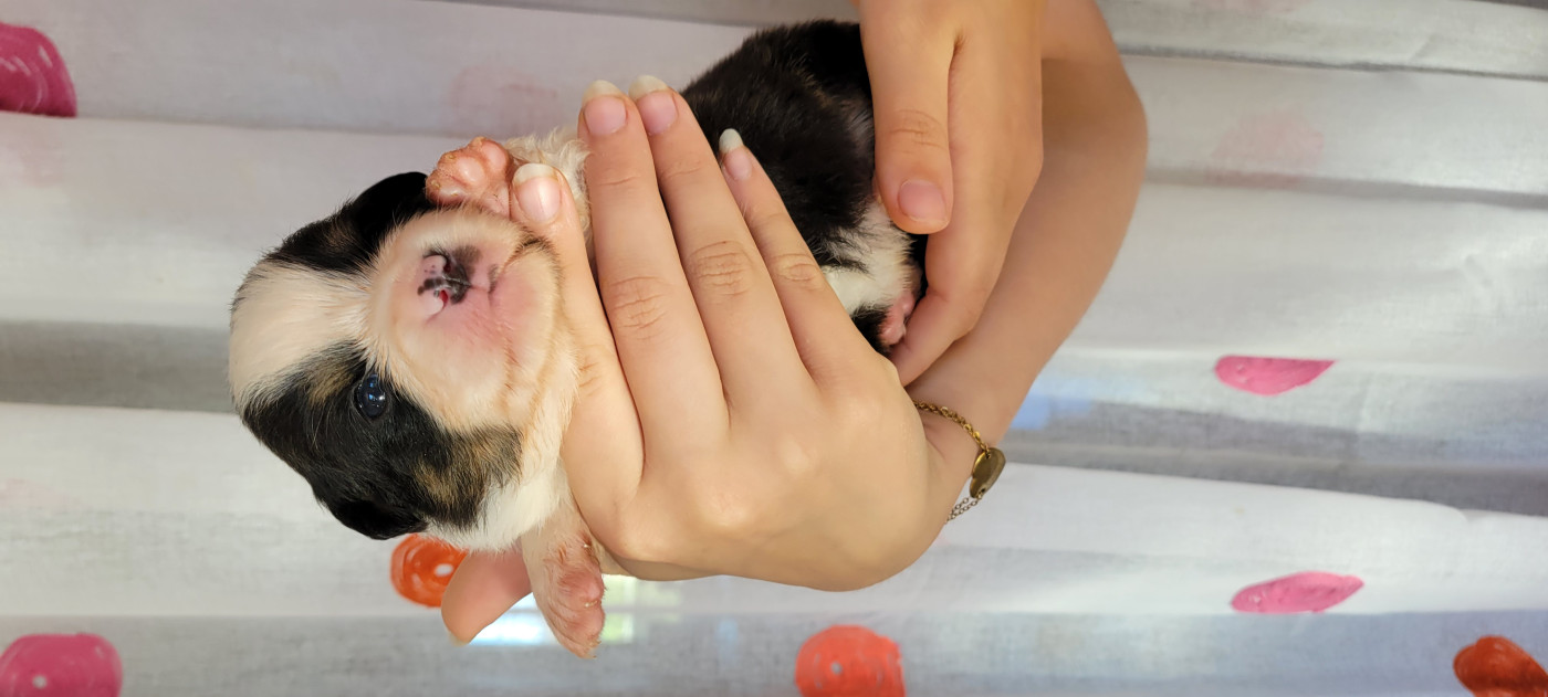 Des Molosses De Timoulys - Chiots disponibles - Berger Américain Miniature 