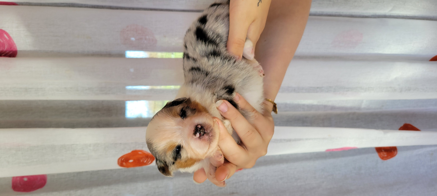 Des Molosses De Timoulys - Chiots disponibles - Berger Américain Miniature 