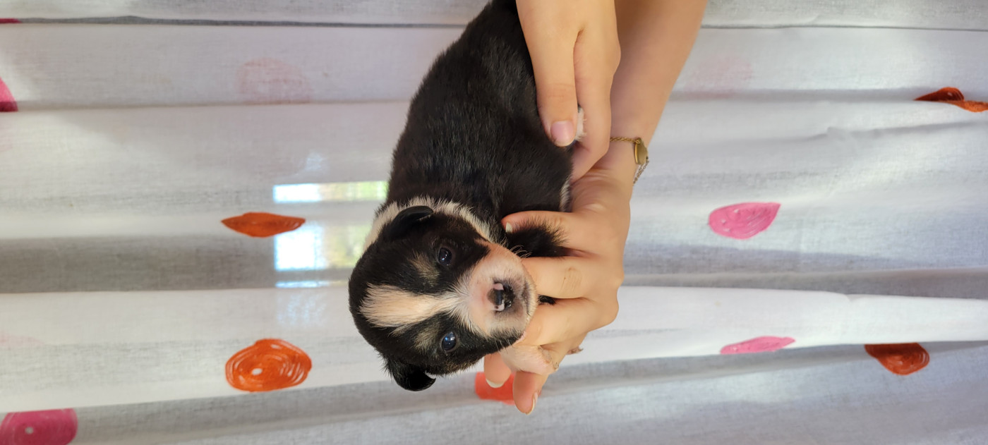 Des Molosses De Timoulys - Chiots disponibles - Berger Américain Miniature 