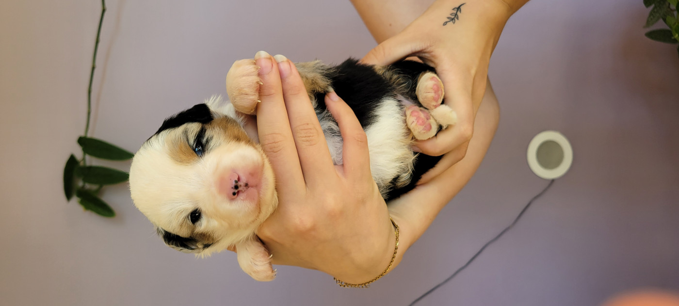 Des Molosses De Timoulys - Chiots disponibles - Berger Américain Miniature 