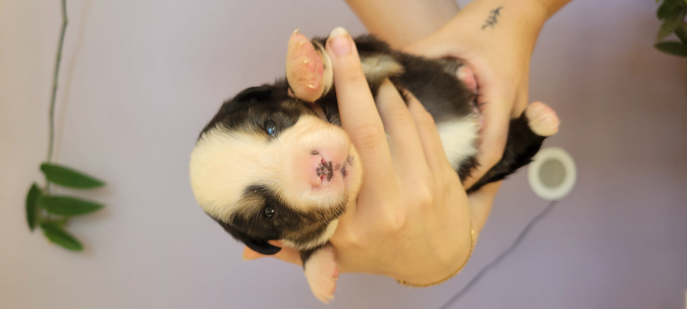 Des Molosses De Timoulys - Chiots disponibles - Berger Américain Miniature 
