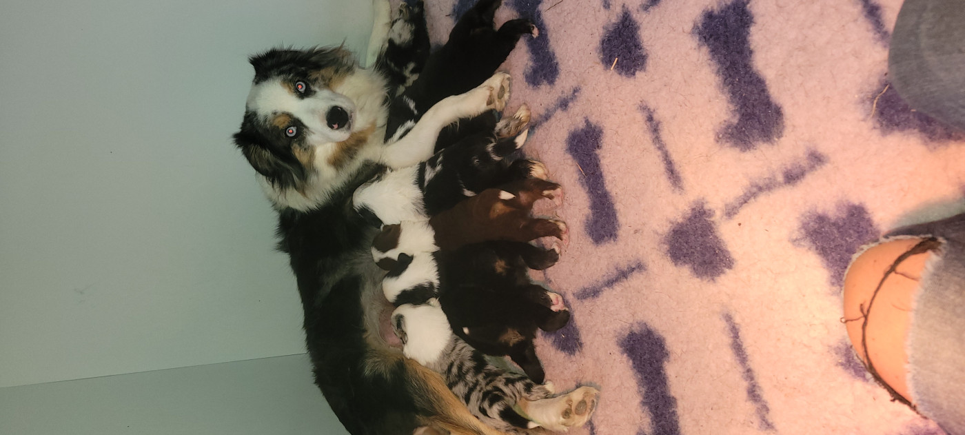 Chiot Berger Américain Miniature  Des Molosses De Timoulys
